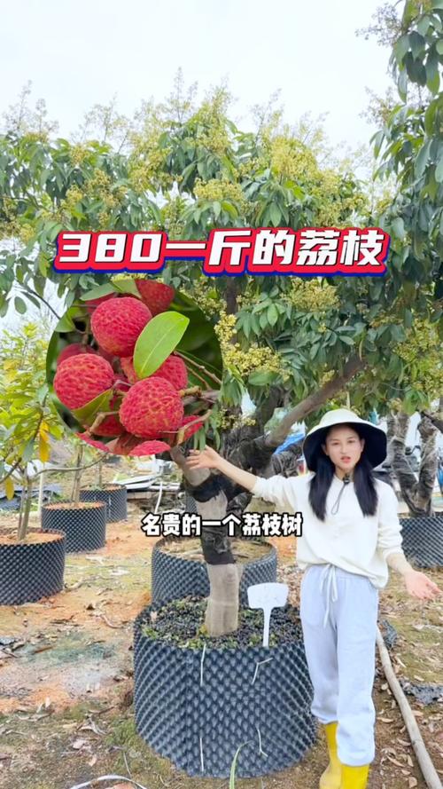 新澳今天最新消息和新鮮的荔枝長這樣與新鮮的荔枝長這樣能吃嗎