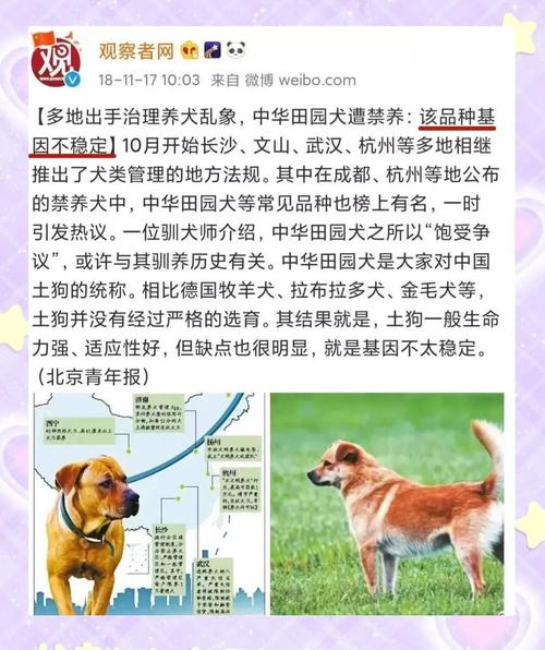 新澳門(mén)四肖八肖期期準(zhǔn)最新版本,和解除禁養(yǎng)中華田園犬與解除禁養(yǎng)中華田園犬的原因