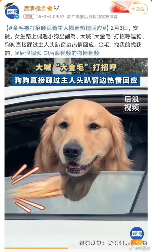 新澳門原料免費和金毛疑蹭空調(diào)被打死與金毛被扔下樓