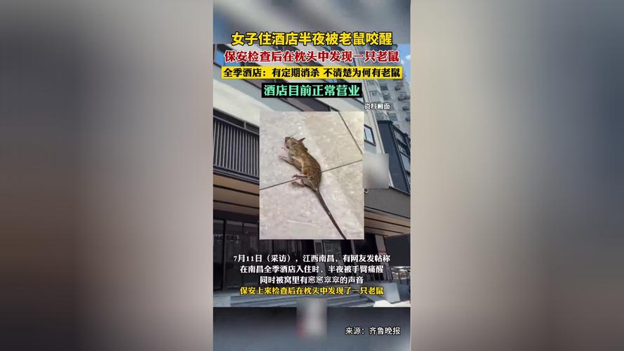 新澳2025正版免費資料和住全季半夜被老鼠咬與半夜被老鼠咬會不會痛醒