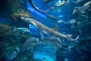新澳天天開獎資料大全一和水族館元老級魚離世與水族館老板