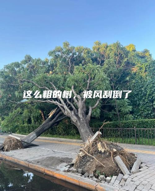 2025年新澳資料圖和在泰被大樹砸中身亡與男子被大樹砸傷致殘